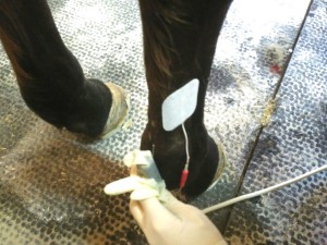 Electrodo para el tratamiento con Electrólisis percutánea Terapéutica EPTE en caballos